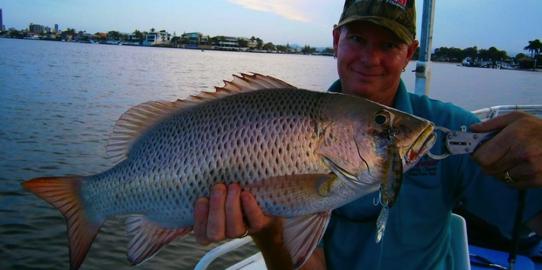 Mangrove Jack caught on Brad Smith Fishing Charters